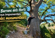 València Bonita destaca el Barranc dels Horts, el bosc monumental de la Fundació Caixa Castelló