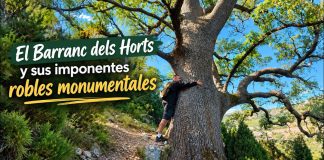 Valencia Bonita destaca el Barranc dels Horts, el bosque monumental de la Fundació Caixa Castelló